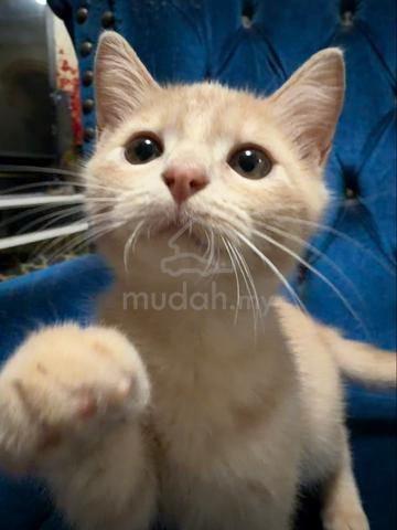 Anak Kucing Comel utk Dijual (Umur 4 Bulan) - photo 5 of 6