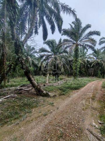Agriculture Land @ Mukim Api Api Kayu Ara Pasong FOR SALE 1