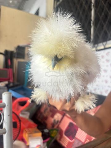 ayam americam silkie - photo 3 of 3