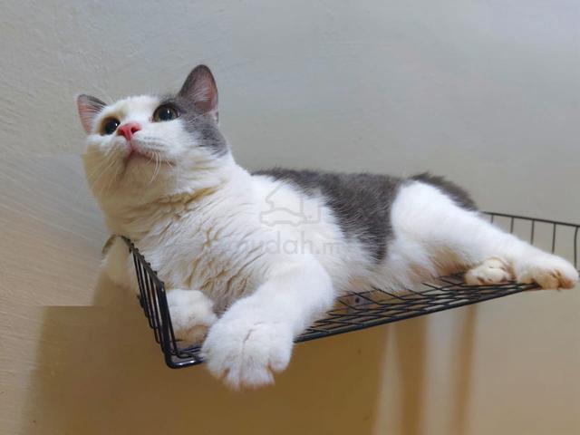 Kucing Besar - photo 2 of 6