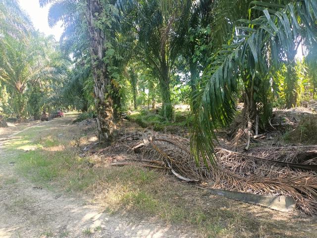 Tanah Pertanian Labuhan Dagang Banting 2