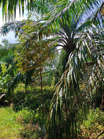Kuala Mudah Yan Oil Palm Land For Sales durian & matured oil palm tree 4