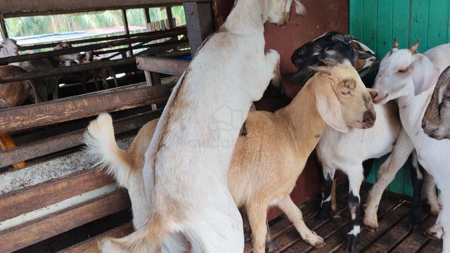 kambing murah - photo 6 of 6