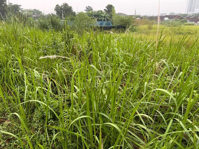 Kempas Commercial Land for Rent 1
