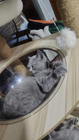 kitten British Shorthair  - photo 3 of 4