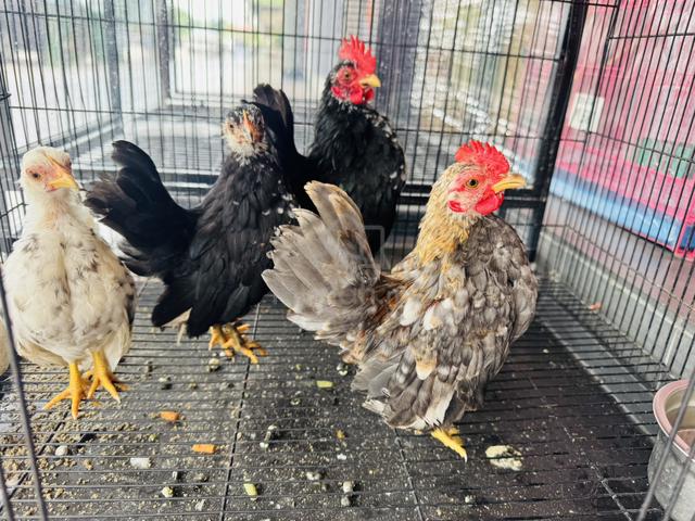 Ayam Serama rinting mini A - photo 6 of 6