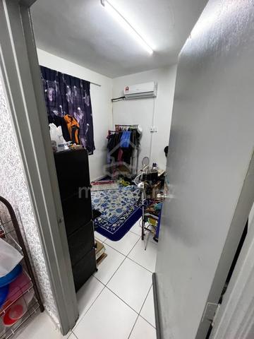Pulai hijauan 4
