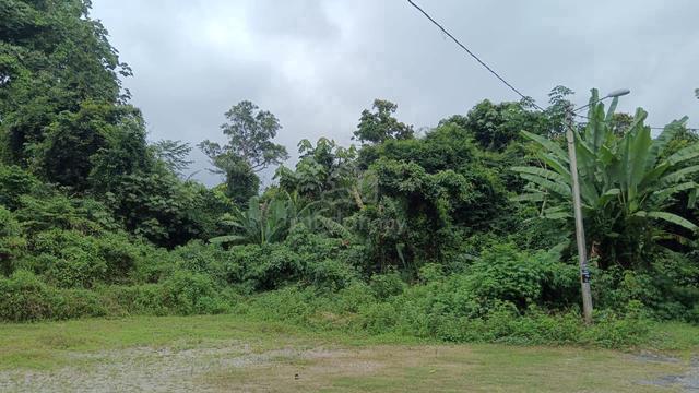 Tanah cantek 1