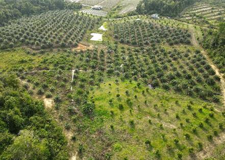 Durian And Palm Oil Farm For Sale near Serian Town 1
