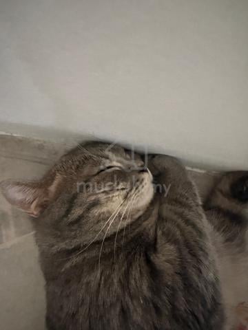 Carousel Image
