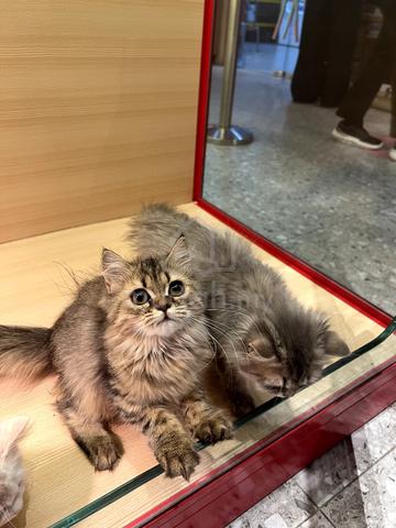 Carousel Image