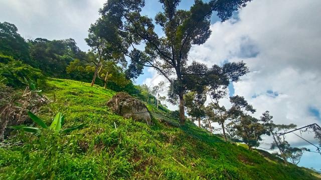 2.6++ Acre Durian Orchard – Balik Pulau (High Ground, 4WD Access) 1