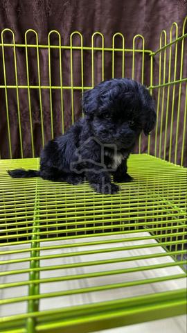 Maltipoo - photo 4 of 5