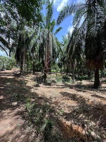 Tanah paloh hinai pekan 1