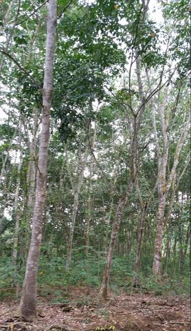 Kebun Getah Untuk Dijual 1
