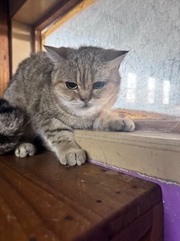 BSH For Rehome - photo 2 of 6