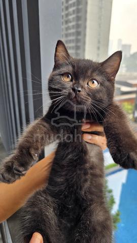 Carousel Image