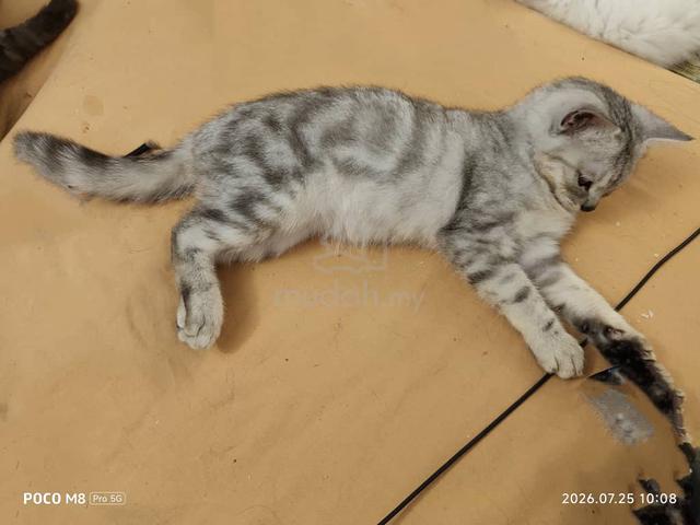American Shorthair Silver Marble Tabby  - photo 2 of 2