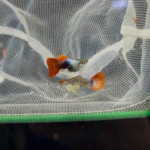 Carousel Image