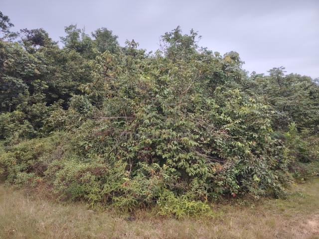 Tanah di Kg Bukit Ketupat Jerantut 1
