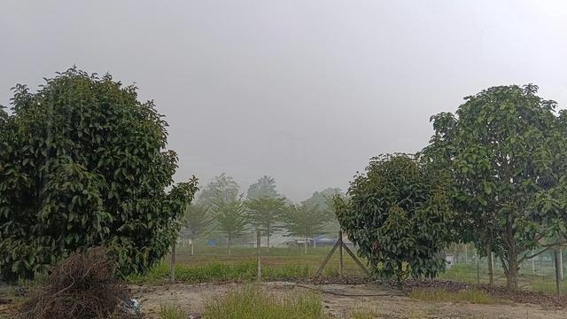 Tanah cantek 1