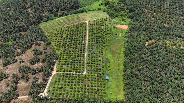 Jalan Kota Tinggi ⭕️ Durian Farm(2 titles) 11.2 acres for sale 1