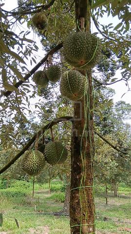 Durian orchard for sale 1