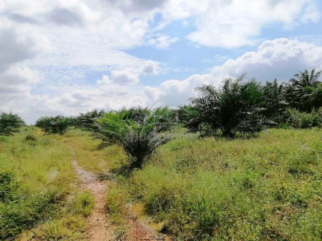 183 Acres Freehold Palm Oil Plantation Land @ Mersing, Johor 1