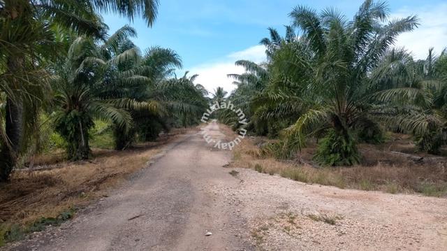Sabak bernam kuala selangor sungai Burung 1