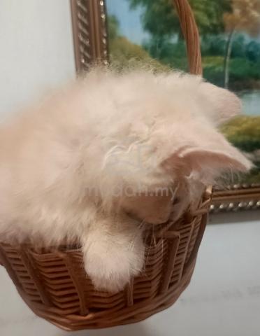 Carousel Image