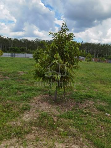 Bedong Durian Land For Sale 5