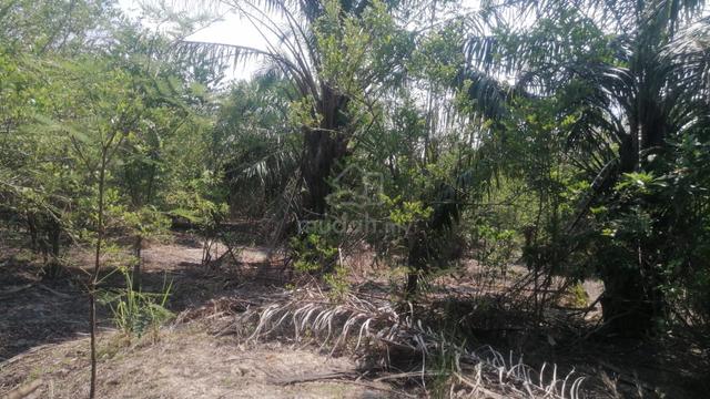 4 Ekar Tanah Kosong Kg Spangloi Buloh Kasap Segamat Johor 1