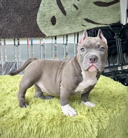 AMERICAN BULLY POCKET PUPPIES Male - Pets for sale in Klang, Selangor