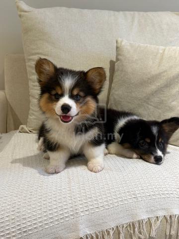 long coat corgi - photo 3 of 4