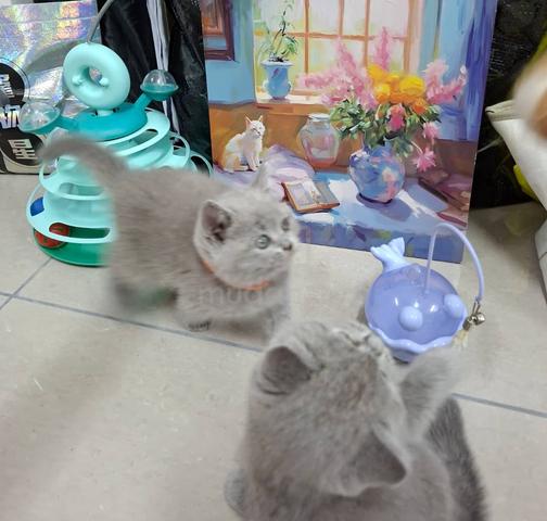 Carousel Image