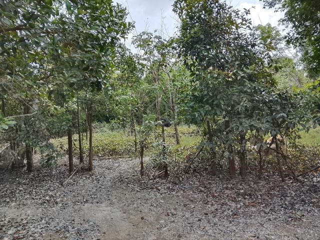 nak jual tanah saya 1