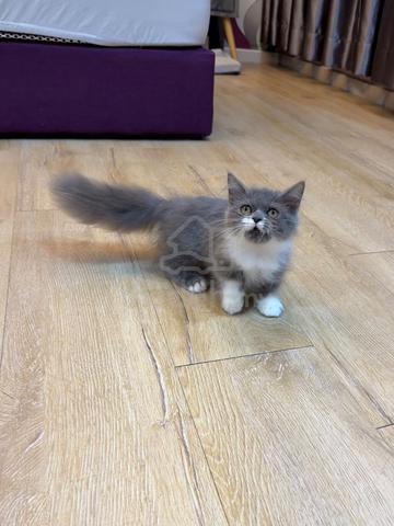 Bicolor Munchkin kitten - photo 5 of 6
