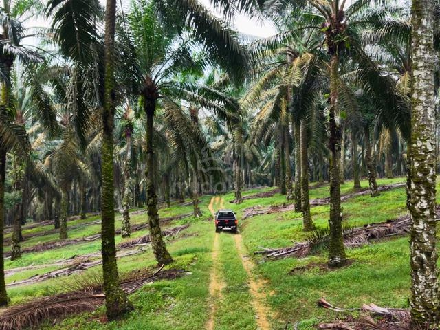 Senai Seelong 8.24 Acre Freehold Palm Oil 2 Mins from Tar Road 6psf 1
