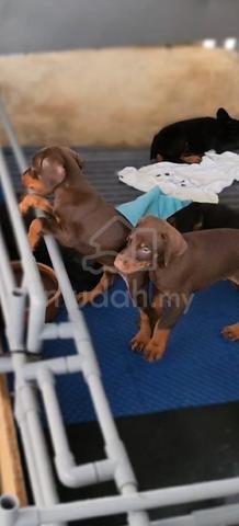 High Quality European lineage Doberman puppies - photo 4 of 4