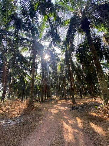 Oil Palm agriculture Land in Semeling, near Merbok, Bedong, Sg Petani 1