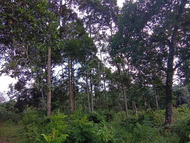 Tanah kebun durian kg tehel 1.2 ekar 1