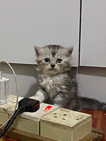 kucing baka DLH - photo 4 of 5