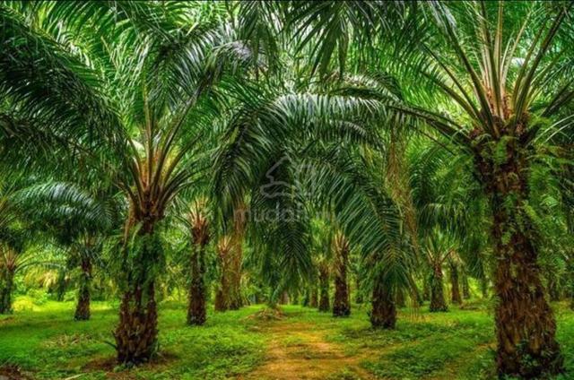 Tanah Kelapa Sawit 2.28 Ekar Berhasil – Pasir Mas 1