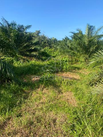 Kebun Sawit Kg Langkap Setiu 1