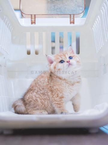 Carousel Image