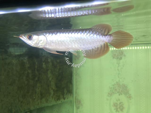 arowana sr