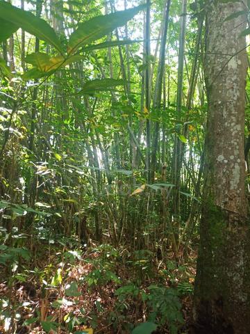 KK Kokol Hill Land For Resort Homestay Menggatal Inanam Poring 2