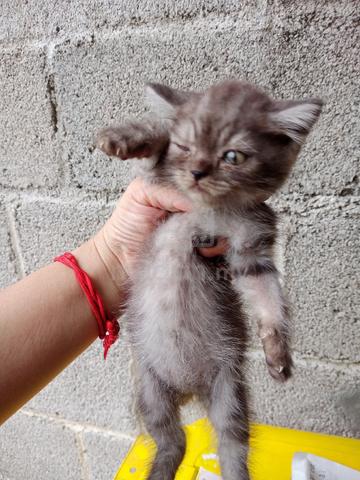 bsh mix kitten - photo 2 of 3