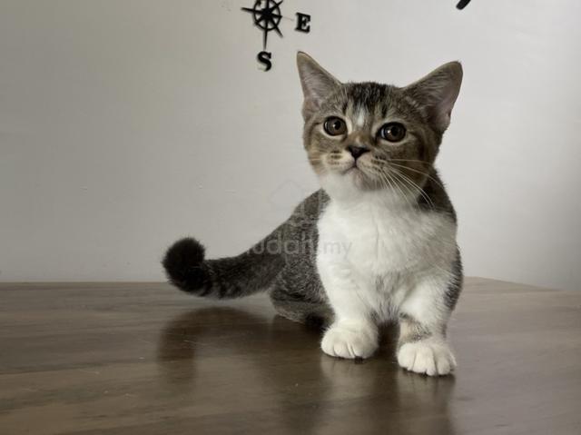 Munchkin Standard (Male) - photo 2 of 6