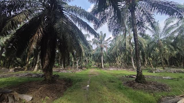5 EKAR TANAH SAWIT UNTUK DIJUAL – Batu Pahat 1